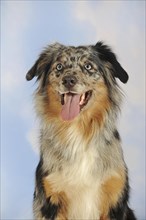 Australian Shepherd