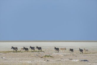 Burchell's Zebras (Equus quagga burchelli)