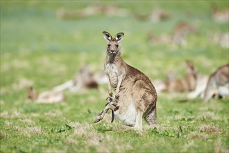 Eastern grey kangaroos (Macropus giganteus) on a meadow