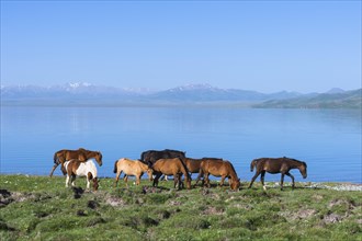 Horses walking along the lakeshore