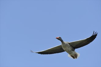 Flying Greylag goose (Anser anser)