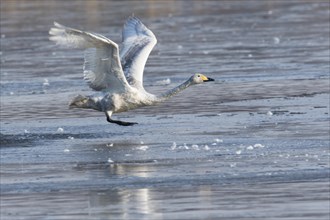 Whooper swan (Cygnus cygnus) from iced water surface flying up