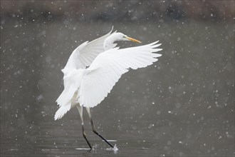 Great egret (Ardea alba) lands in water during snowfall