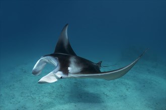 Reef manta ray (Manta alfredi) swims over sandy bottom