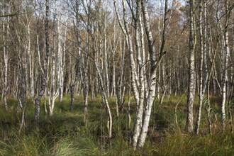 Moorlandscape in the Osterwald Forest with Downy birches (Betula pubescens)