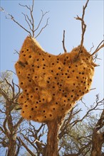 Communal nest of Sociable Weavers (Philetairus socius) with its numerous chambers