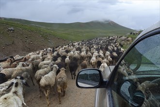 Off road vehicle moving in the middle of a flock of sheep