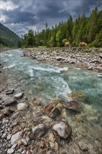 Grazing cows at the Rissbach creek with thunderstorm atmosphere