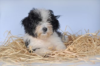 Havanese