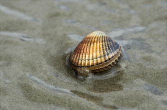 Common cockle (Cerastoderma edule) in shallow water on sand