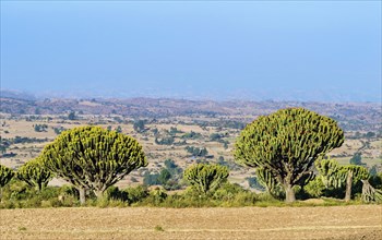 View over the Hawzien plain with yellow flowering candelabra trees in the foreground