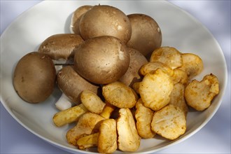 Various edible mushrooms in bowl