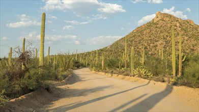 Road through countryside with Saguaro (Carnegiea gigantea)