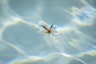 Red wasp (Polistes carolina) stands on water surface and drinks