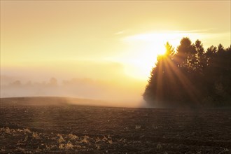 Farmland with morning mist at sunrise