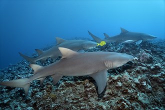 Three Sicklefin lemon shark (Negaprion acutidens) with Golden Trevally (Gnathanodon speciosus)