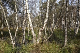 Moorlandscape in the Osterwald Forest with Downy birches (Betula pubescens)