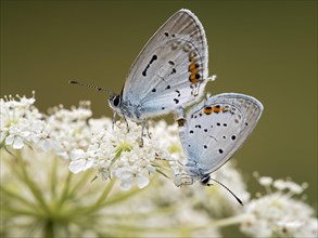 Two short-tailed blue Cupids (Cupido argiades) during mating