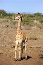 Southern giraffe (Giraffa camelopardalis giraffa)