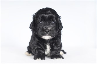 Havanese