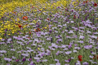 Blooming flower meadow with Purple Milk Thistles (Galactites tomentosus) and Arnica (Arnica montana)