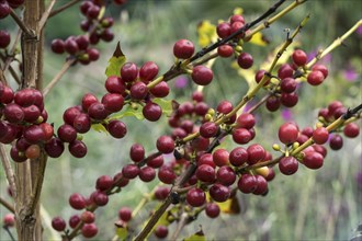 Coffee beans at a Coffee tree (Coffea)
