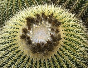 Golden barrel cactus (Echinocactus grusonii) from above