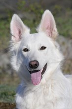 White Swiss Shepherd Dog