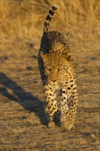Leopard (Panthera pardus)