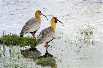 Two Buff-necked ibisses (Theristicus caudatus) are in the water