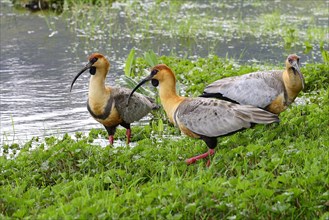 Three Buff-necked ibisses (Theristicus caudatus) on the shore