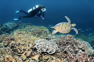 Diver dives at coral reef with different stone corals (Hexacorallia) observes Green turtle (Chelonia mydas)