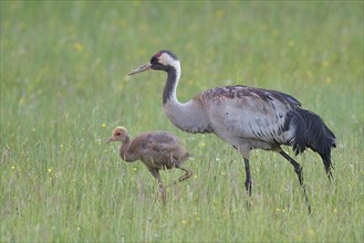 Common crane (Grus grus) with young animal in a meadow in the biosphere reserve Oberlausitzer Heide und Teichlandschaft