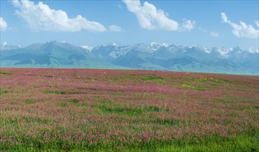 Wildflowers field in front of Tien Shan Mountain Range