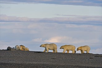 Polar bears (Ursus maritimus)