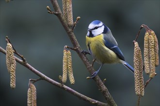 Blue tit (Parus caeruleus)