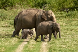 Group Sri Lankan elephants (Elephas maximus maximus) with young animal crossing a trail