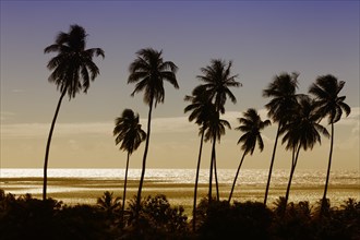 High palm trees (Cocos nicifera) in front of the golden sea in the sunset