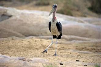 Marabou stork (Leptoptilos crumeniferus)