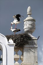 Storks (Ciconiidae) in nest on the Arco da Vila