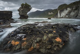 Starfishes on rocky coast
