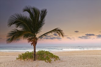 Dusk on the sand beach with palm tree