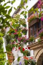 Many flowers in flowerpots on a house wall