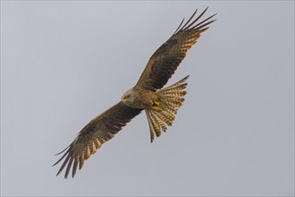 Black kite (Milvus migrans) in flight