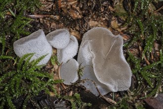 Mushroom (Pseudohydnum gelatinosum)