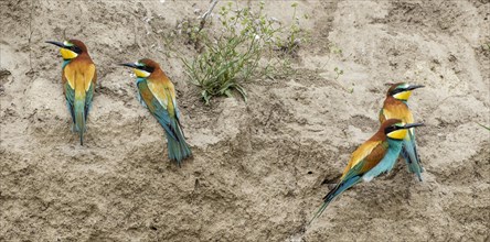 Bee-eater (Merops apiaster) on the breeding wall