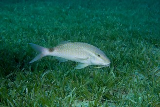 Two spot Goatfish (Parupeneus rubescens) swim over sea gras