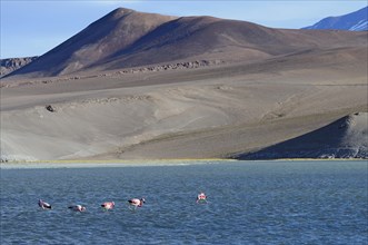 Andean flamingos (Phoenicopterus andinus) on the Laguna Santa Rosa