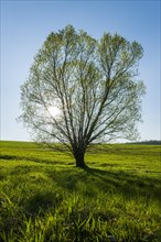 Crack willow (Salix fragilis) backlit