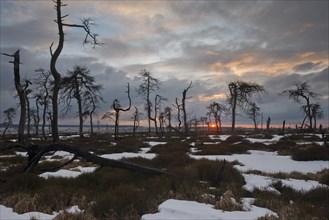 Dead pines (Pinus sylvestris) in the moor at sunset